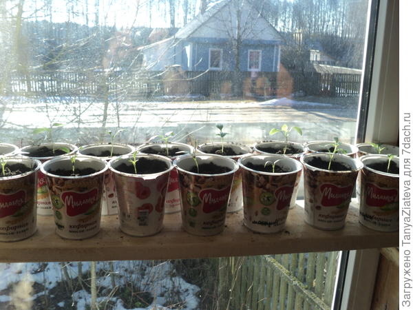 вот, стоят на новых стеллажиках, брат сделал на днях