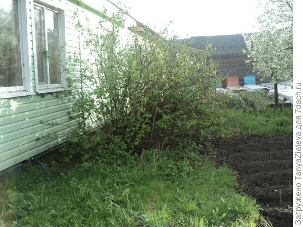 трава уже какая, косить пора