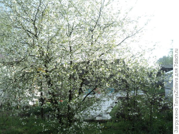 вишни расцвели в начале мая, теперь им наверное конец, не будет ягод