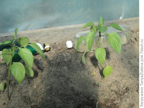 вот эти тоже живые