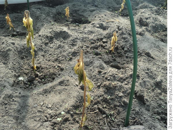 перцы сегодня. листочки умерли, стволы тоже сухие почти до самой земли.