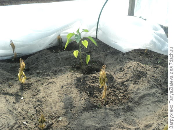 один из выживших. а у замерзших соседей видны кончики стеблей у самой земли, которые остались зелеными