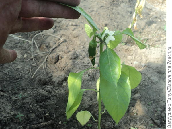 а этот - самый живой! вы видите, какая у него перчинка висит???! и почти такие же, чуть поменьше, были на многих из тех, кто замерз...