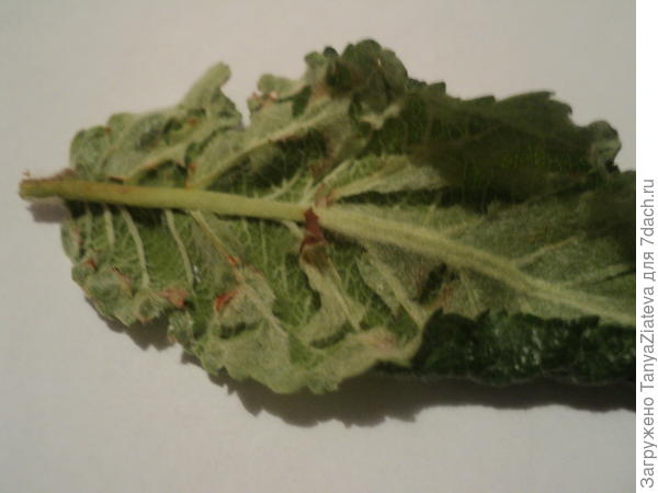 лист. и вы видите - как блестит его верхняя часть?