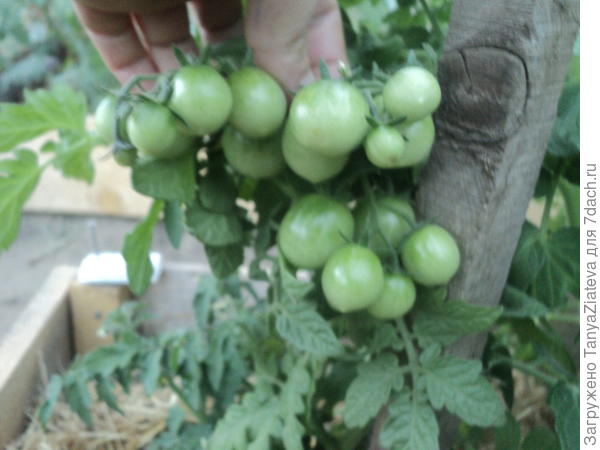 и это где-то 1/3 всех томатиков, что сейчас на нем))) Воть!