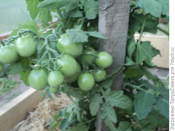 вот такая гроздь! пришлось подставить ему колик для опоры)))