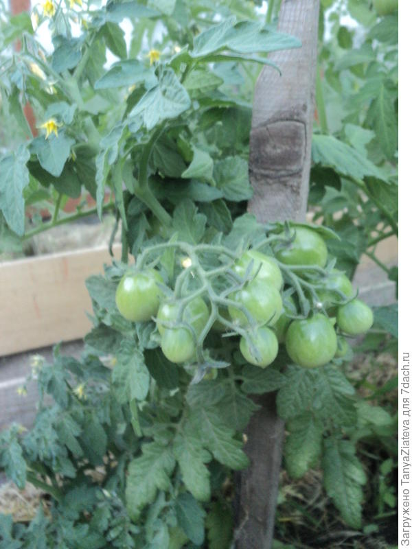 вот второй. думаю, почему он почти на землю прилег, вроде должен стоять без подвязки... вот подняла сегодня  и ахнула!