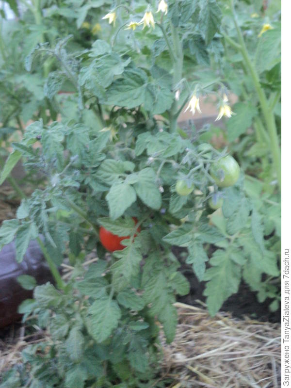 это один, на нем самом первом томатик появился)))