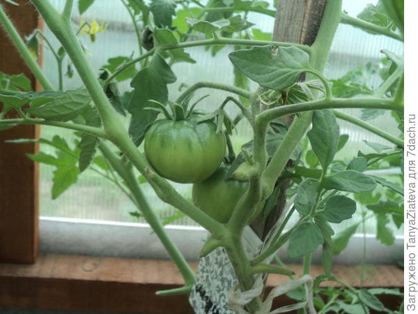 лягушка - царевна