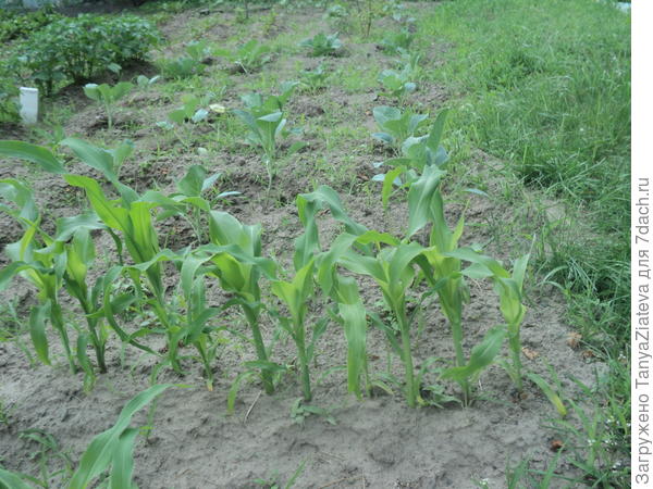 кукурузка ничего, подрастает, а капуста пока не айс... но она поздняя, время у нее ече есть