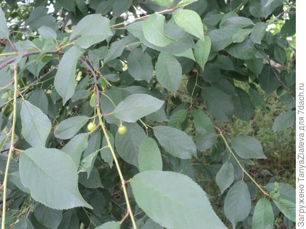 а вот это - практически все, что заморозки оставили на вишне....