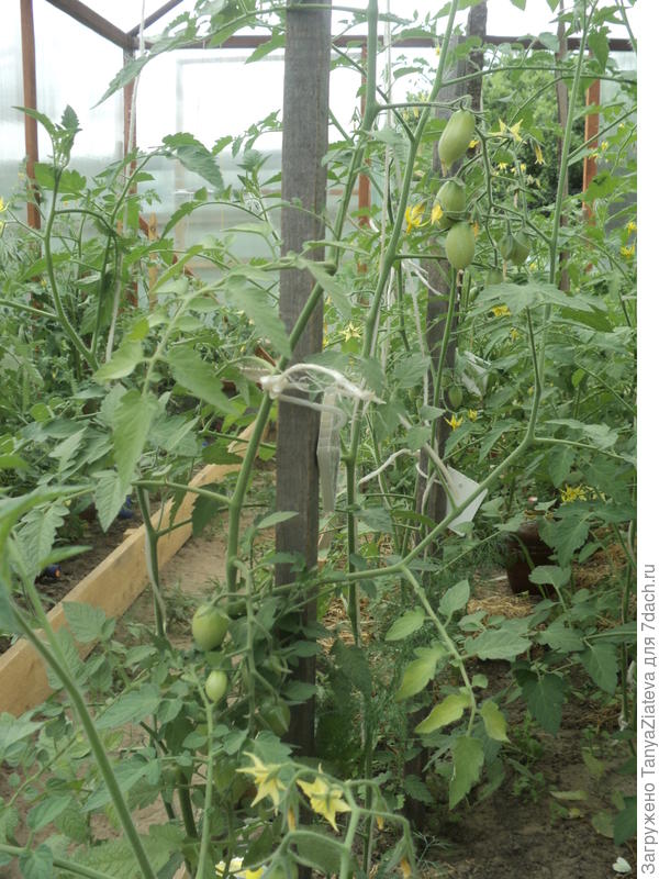 а это спрут сливка