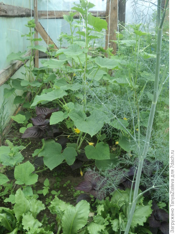 огурчики, посаженные в начале мая, имеют завязи по 1-2 см
