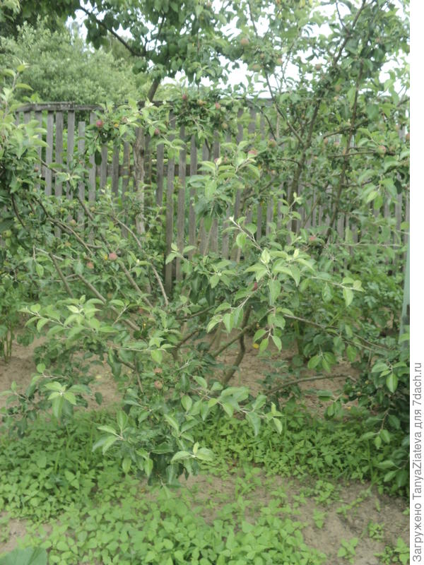 поздняя яблонька вся в яблочках!