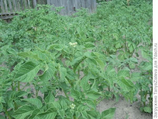 картошка собирается цвести