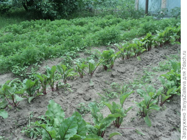 свеклу проредила, морковка на очереди. вот сейчас у нас дождь лупанул, если прекратится до вечера, то пойду прорву и морковку