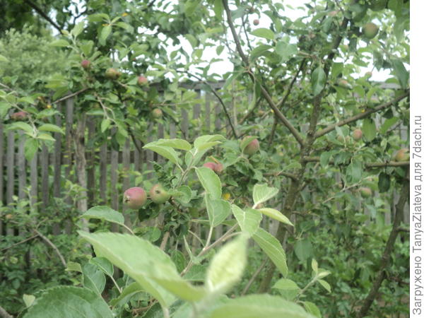 наливаются