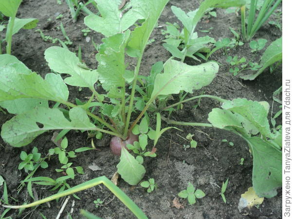 редиска в этом году радует)))