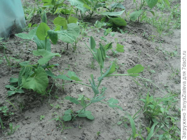 горох и фасоль начинают кудрявиться