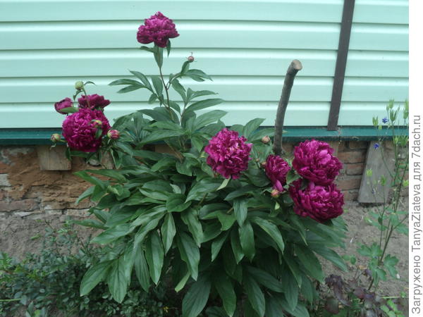 и вот еще пиончик