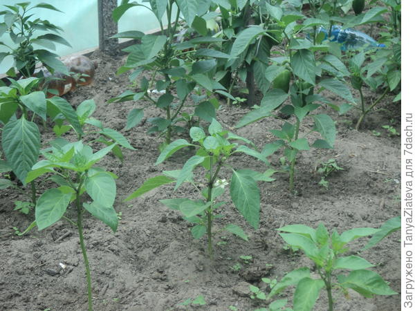 и активно цветет