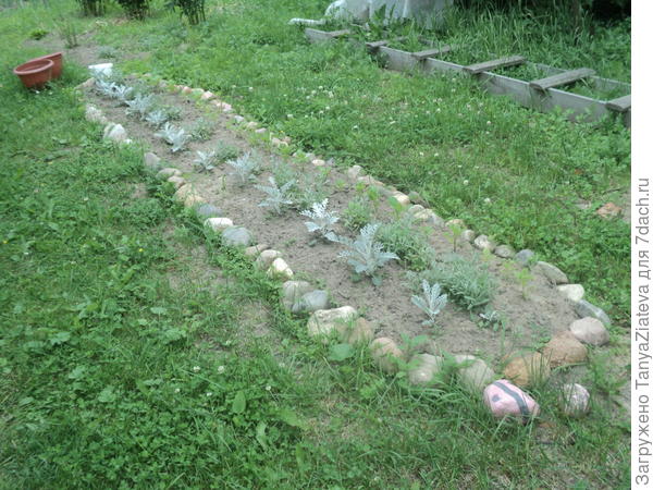 а вот моя ясколка на своей персональной клумбочке, вместе с цинерарией и астрами