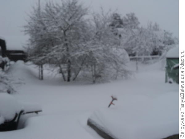 мой огород, моя вишня... а от высокой грядки только верхушки стенок остались видны