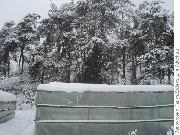 сосны сразу за участком