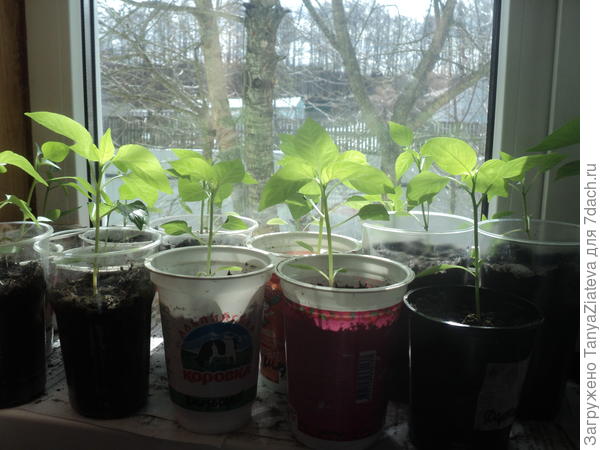 а это из покупных семян, посеянная в разные сроки позднее