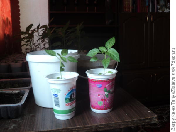 это одни из самых мелких