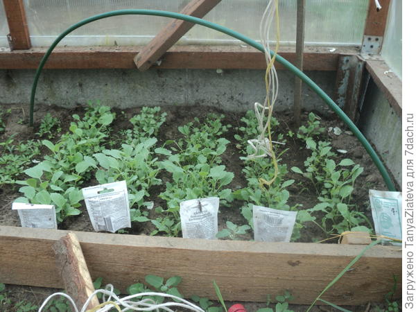 а вот эту капусту посадила недели через 2 после первой. взошла вся и активно подрастает........и куда я буду девать столько капустной рассады????