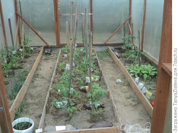 общий вид от двери теплицы, примерно половина помидоров высажена.