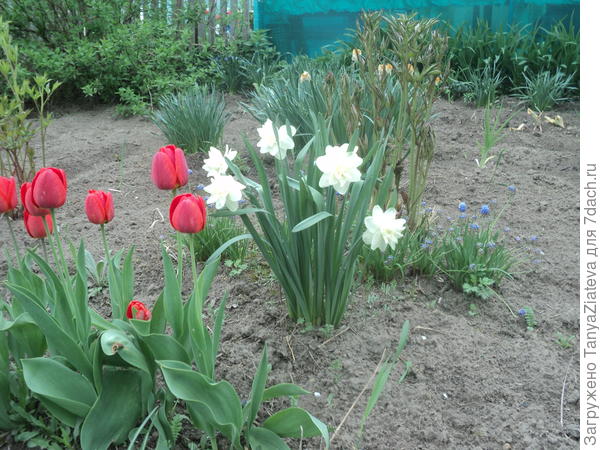 Вам - мои весенние цветочки)))