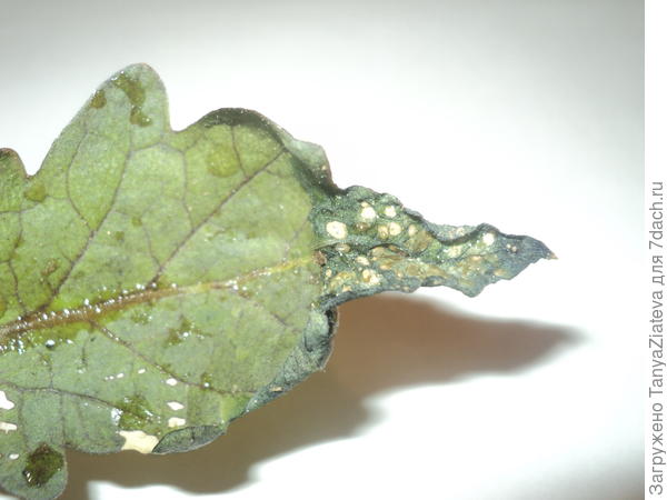 мерзость(((( коричневые потеки - это фитоспорин. больше ничего не было дома из защитных средств, решила хоть им пока обработать.