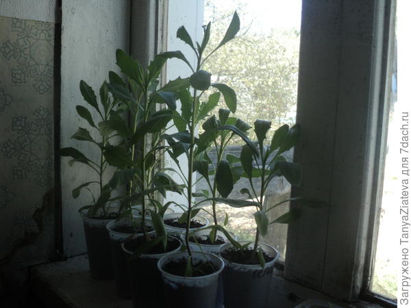 вот это мои остеоспермумы, первый раз растила из семян и получилось неплохо)))