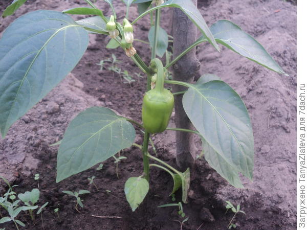 сорт Воловье ухо, самый крупный первенец)))