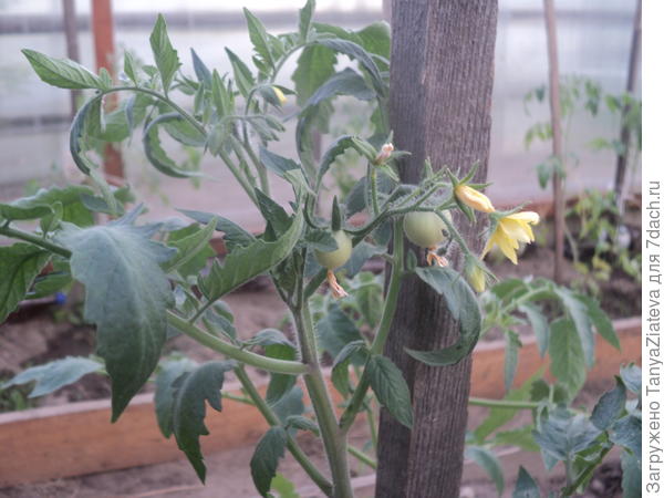 это Черника, первые "ягодки"))))