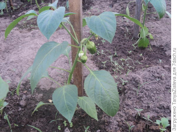 Воловьи ушки))) пупсики)))