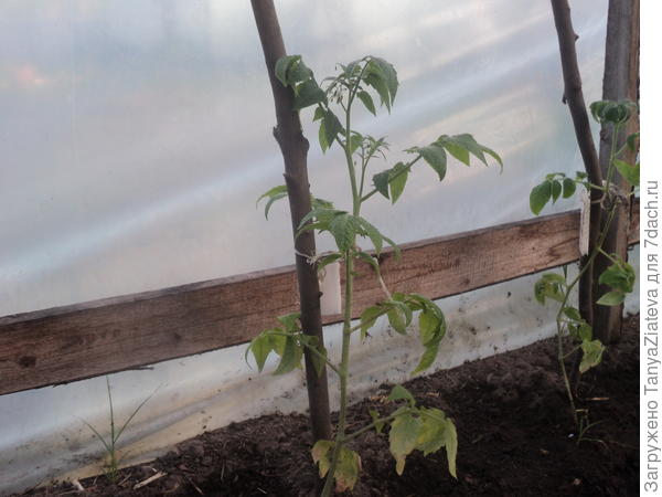 высадила его только в эту субботу, передержала на окне, он там подустал, конечно. хотя бутоны уже выпустил, сразу 2 кисти