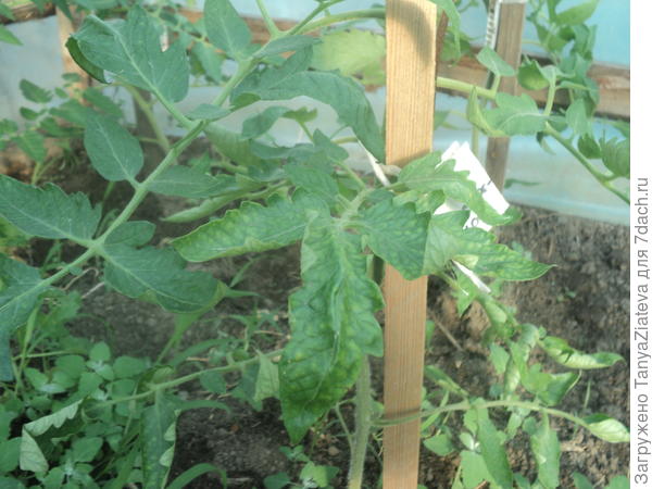 листья пупырчатые