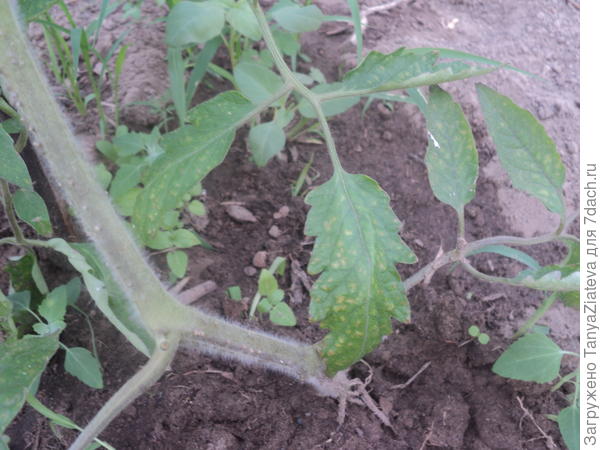 на листьях светло-зеленые или даже желтоватые пятнышки и они становятся пупырчатыми как лягушка(((