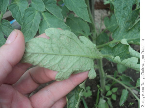 такое впечатление, что кто-то сосет... но никого же не видно!