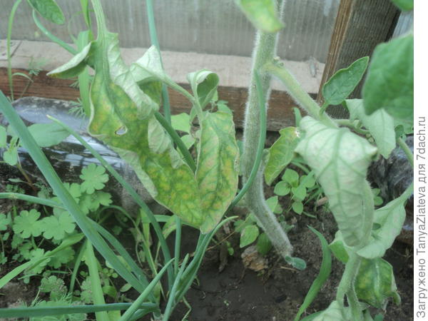 лицевая сторона