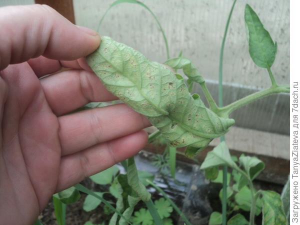 оборотная сторона листа