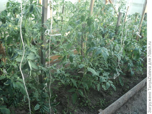 центральная гряда