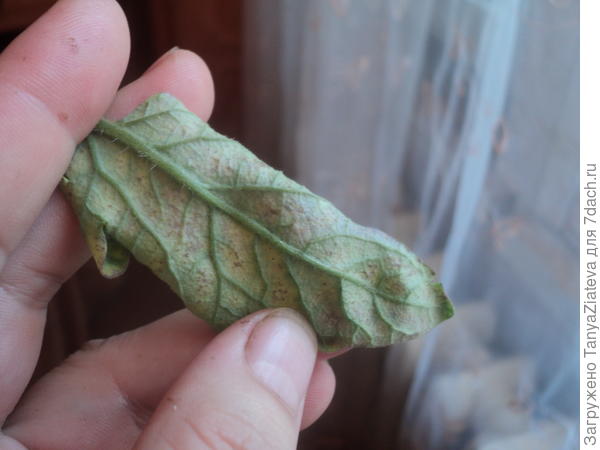 это самый жуткий лист с оборотной стороны... в прошлом году было то же самое и даже хуже