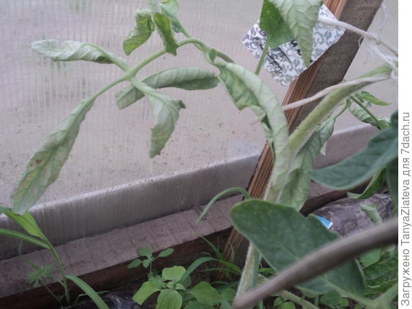 ужас ((( А дней 10-12 назад он был здоровым и красивым!!!