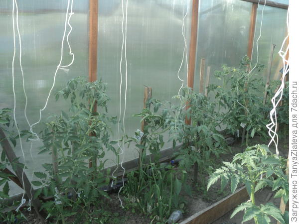 левая гряда, в центре - место, откуда идет зараза....