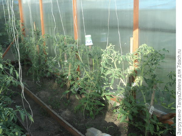 правая гряда, сюда тоже потихоньку добирается