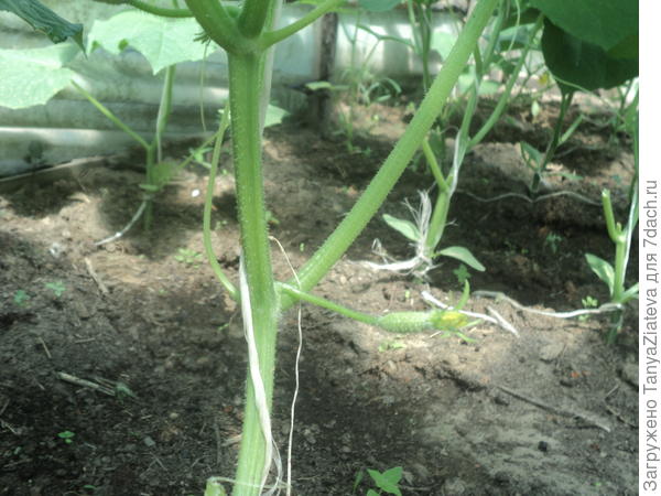 это Куражик в воскресенье снят, сейчас уже побольше завязи